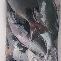 伊豆下田フィッシング 釣果