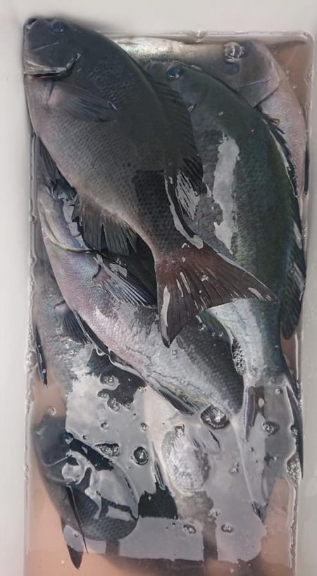 伊豆下田フィッシング 釣果