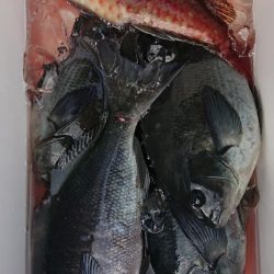 伊豆下田フィッシング 釣果