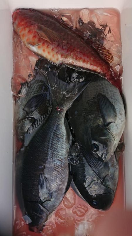 伊豆下田フィッシング 釣果