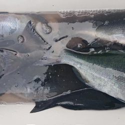 伊豆下田フィッシング 釣果