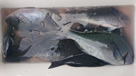 伊豆下田フィッシング 釣果