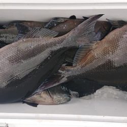 伊豆下田フィッシング 釣果