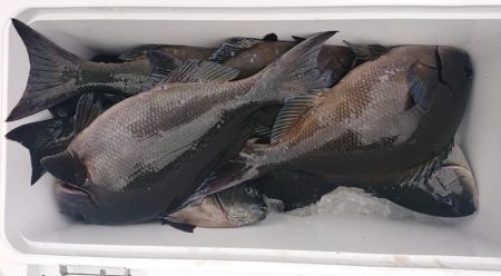 伊豆下田フィッシング 釣果