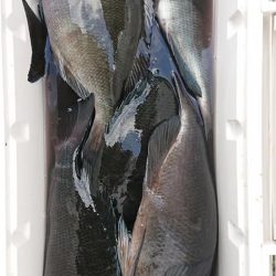 伊豆下田フィッシング 釣果