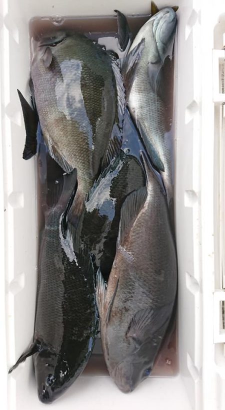 伊豆下田フィッシング 釣果