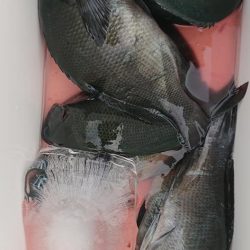 伊豆下田フィッシング 釣果