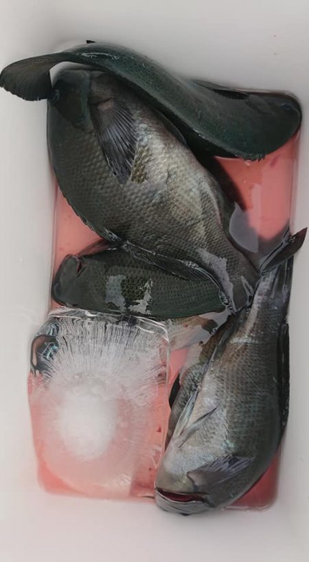 伊豆下田フィッシング 釣果