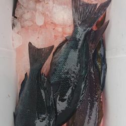 伊豆下田フィッシング 釣果