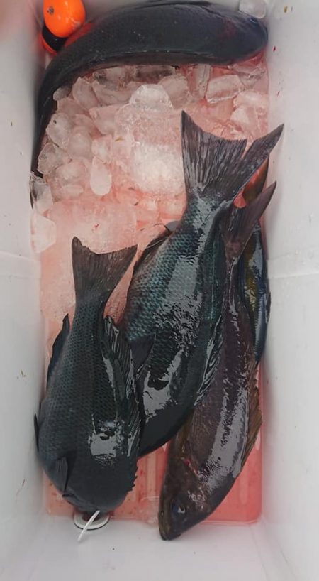 伊豆下田フィッシング 釣果