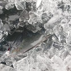 伊豆下田フィッシング 釣果