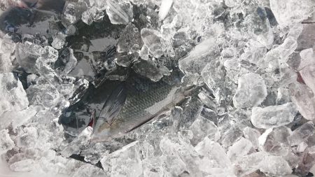 伊豆下田フィッシング 釣果