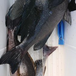 伊豆下田フィッシング 釣果