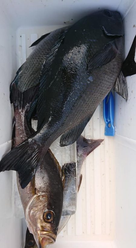 伊豆下田フィッシング 釣果