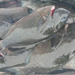 伊豆下田フィッシング 釣果