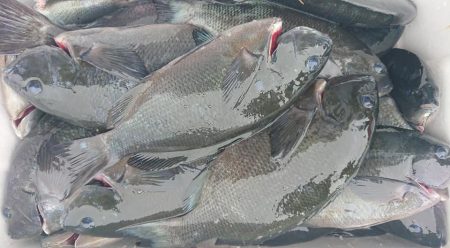 伊豆下田フィッシング 釣果