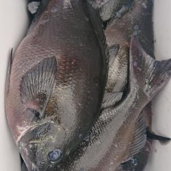 伊豆下田フィッシング 釣果