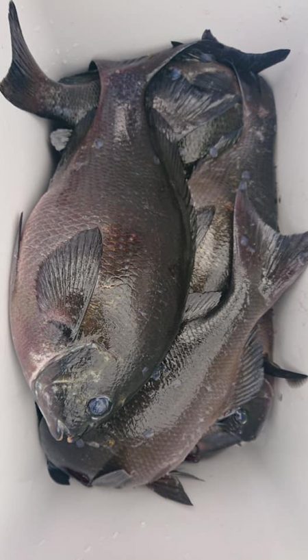 伊豆下田フィッシング 釣果