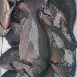 伊豆下田フィッシング 釣果