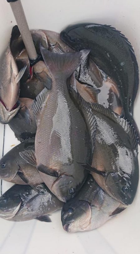 伊豆下田フィッシング 釣果