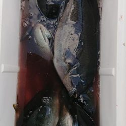 伊豆下田フィッシング 釣果