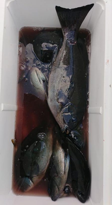 伊豆下田フィッシング 釣果