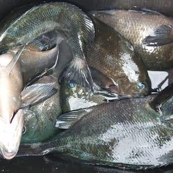 伊豆下田フィッシング 釣果