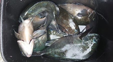 伊豆下田フィッシング 釣果