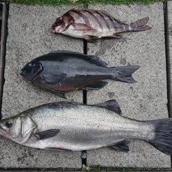 伊豆下田フィッシング 釣果