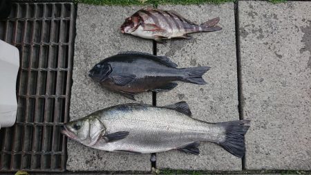 伊豆下田フィッシング 釣果