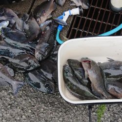 伊豆下田フィッシング 釣果