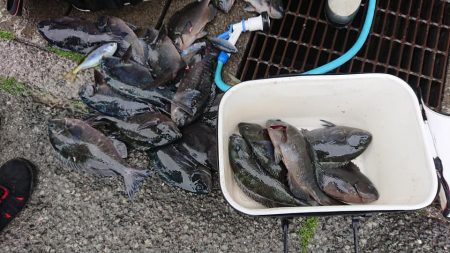 伊豆下田フィッシング 釣果