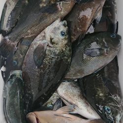 伊豆下田フィッシング 釣果