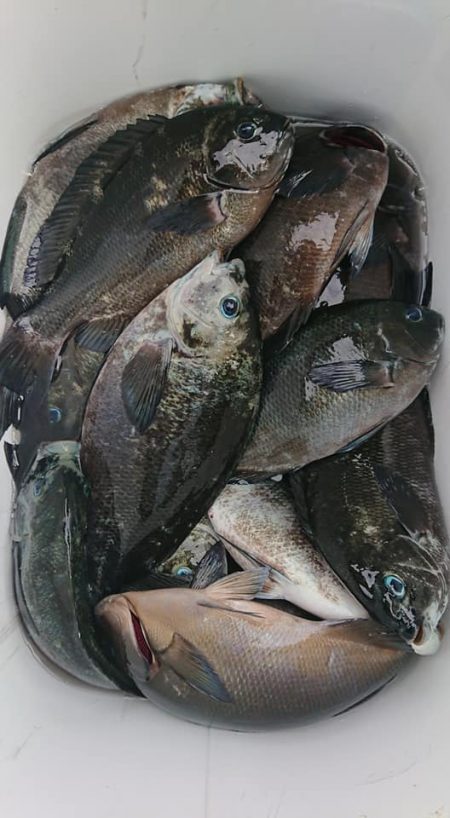 伊豆下田フィッシング 釣果
