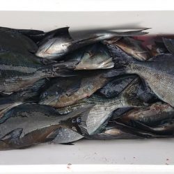 伊豆下田フィッシング 釣果