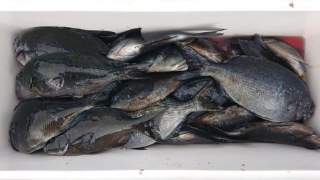 伊豆下田フィッシング 釣果