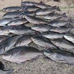 伊豆下田フィッシング 釣果