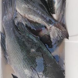 伊豆下田フィッシング 釣果