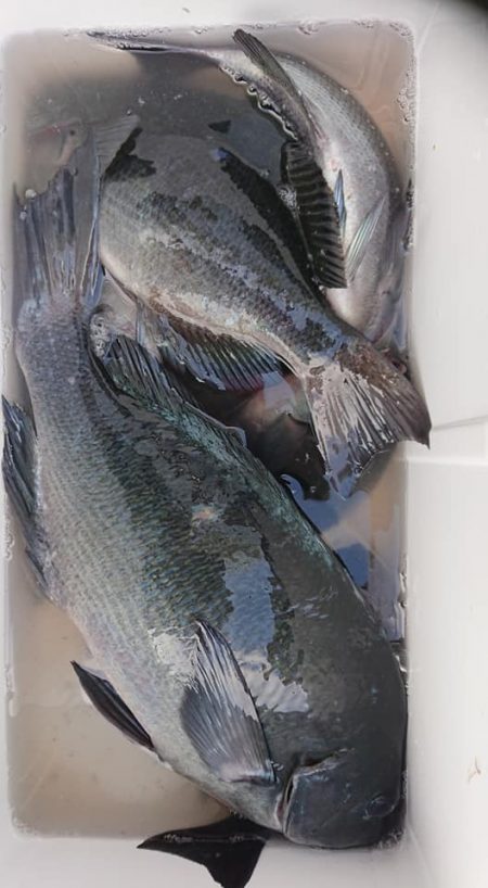 伊豆下田フィッシング 釣果