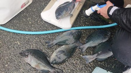 伊豆下田フィッシング 釣果