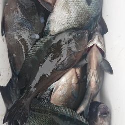 伊豆下田フィッシング 釣果