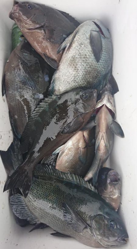 伊豆下田フィッシング 釣果