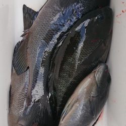 伊豆下田フィッシング 釣果