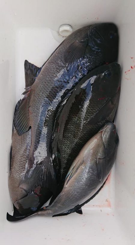 伊豆下田フィッシング 釣果