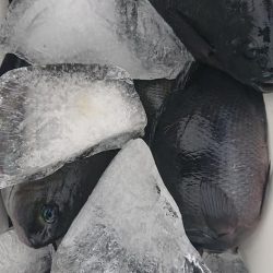 伊豆下田フィッシング 釣果