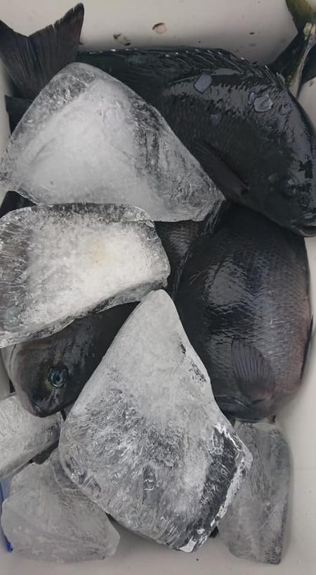 伊豆下田フィッシング 釣果