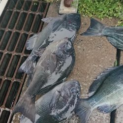 伊豆下田フィッシング 釣果