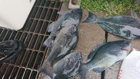 伊豆下田フィッシング 釣果