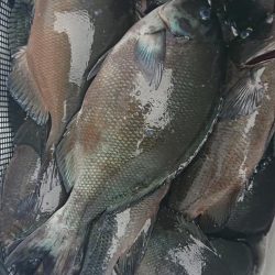 伊豆下田フィッシング 釣果