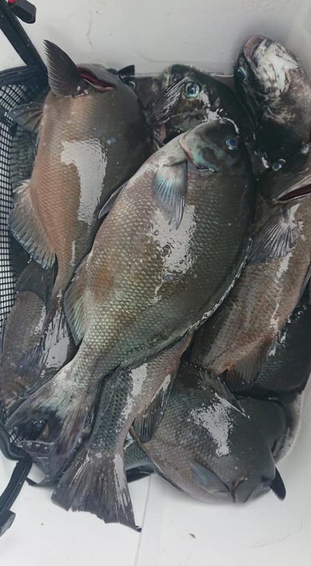 伊豆下田フィッシング 釣果